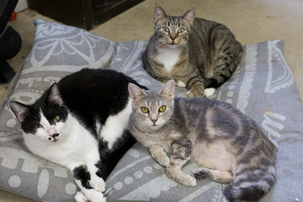 Popcorn, an adoptable Domestic Short Hair in Portland, IN, 47371 | Photo Image 3