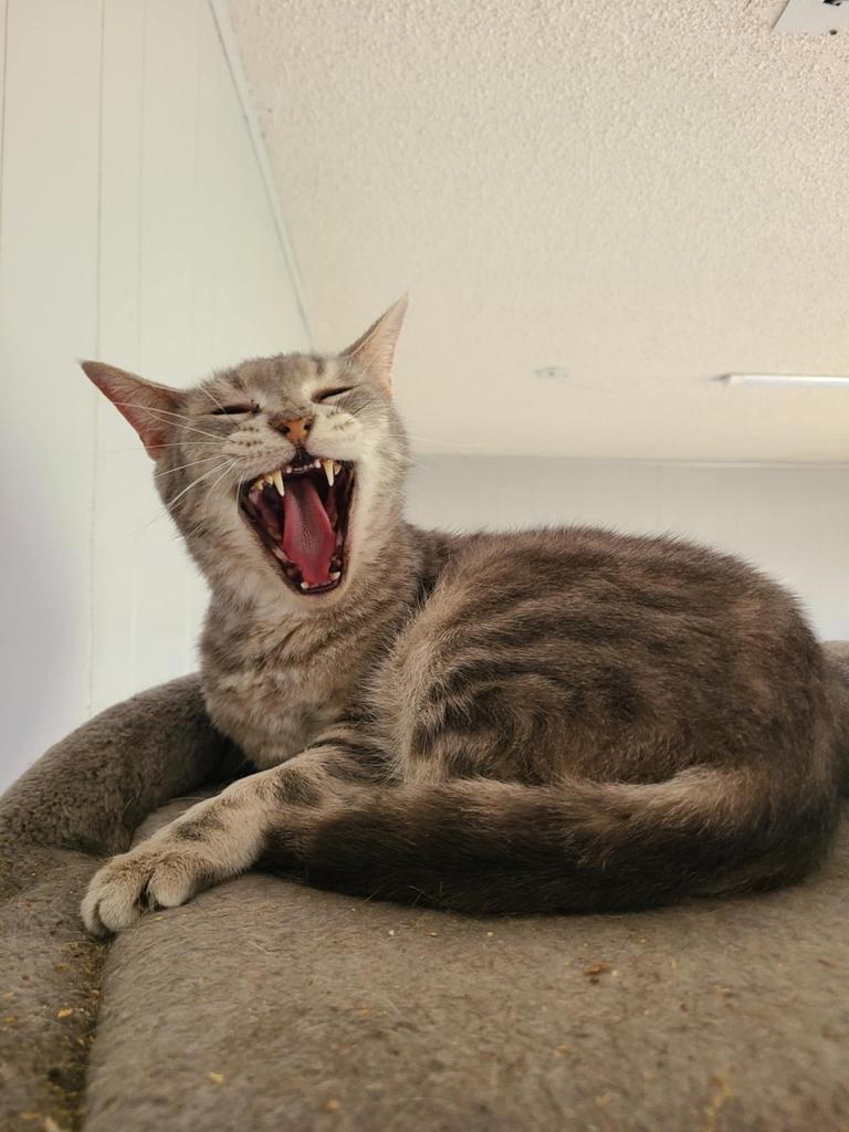 Popcorn, an adoptable Domestic Short Hair in Portland, IN, 47371 | Photo Image 3