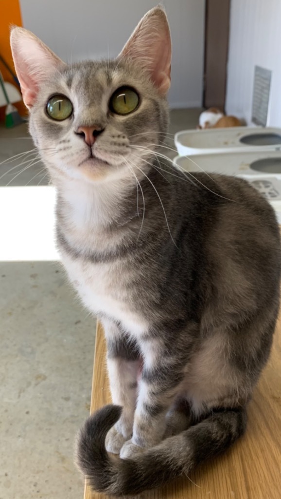 Popcorn, an adoptable Domestic Short Hair in Portland, IN, 47371 | Photo Image 4