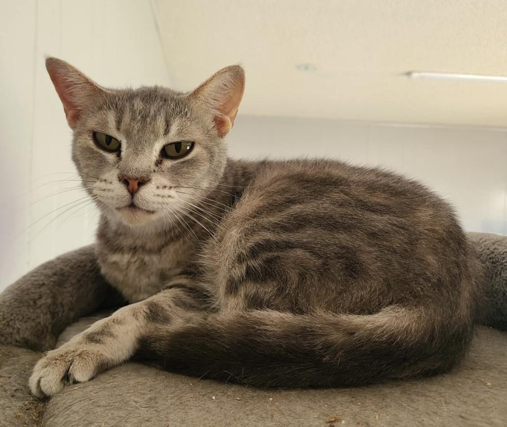 Popcorn, an adoptable Domestic Short Hair in Portland, IN, 47371 | Photo Image 4