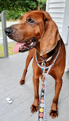 Marty (GA), an adoptable Redbone Coonhound in Tybee Island, GA_image-2