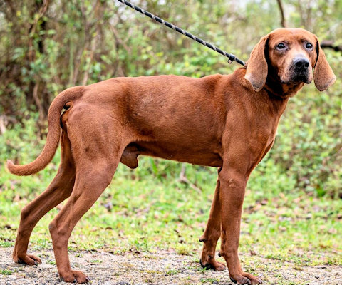 Marty (GA), an adoptable Redbone Coonhound in Tybee Island, GA_image-3