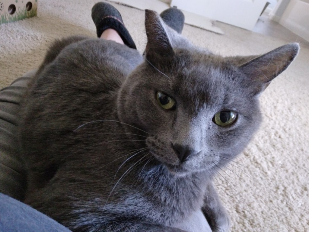 Nod, an adoptable Russian Blue, Domestic Short Hair in La Barge , WY, 83123 | Photo Image 2