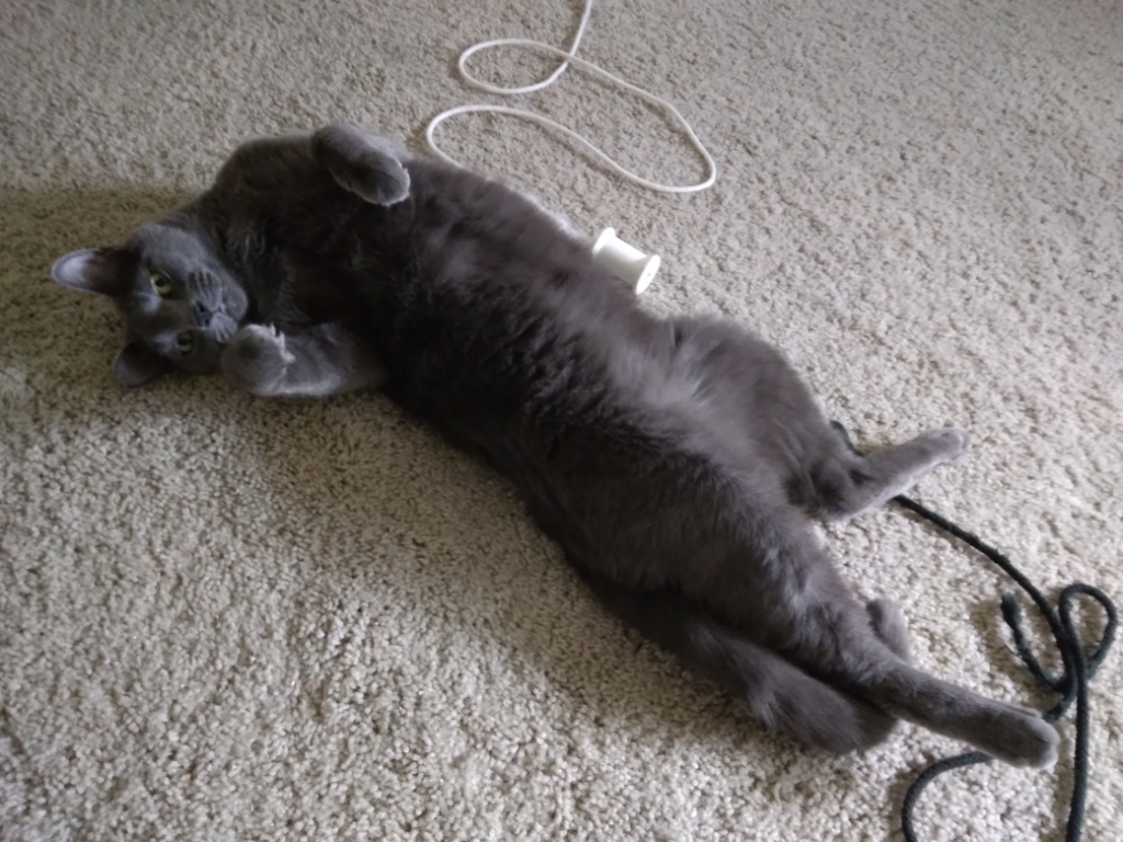 Nod, an adoptable Russian Blue, Domestic Short Hair in La Barge , WY, 83123 | Photo Image 3