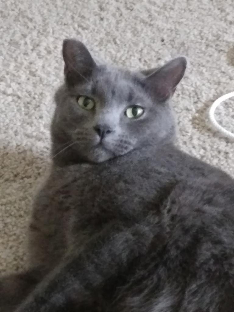 Nod, an adoptable Russian Blue, Domestic Short Hair in La Barge , WY, 83123 | Photo Image 1