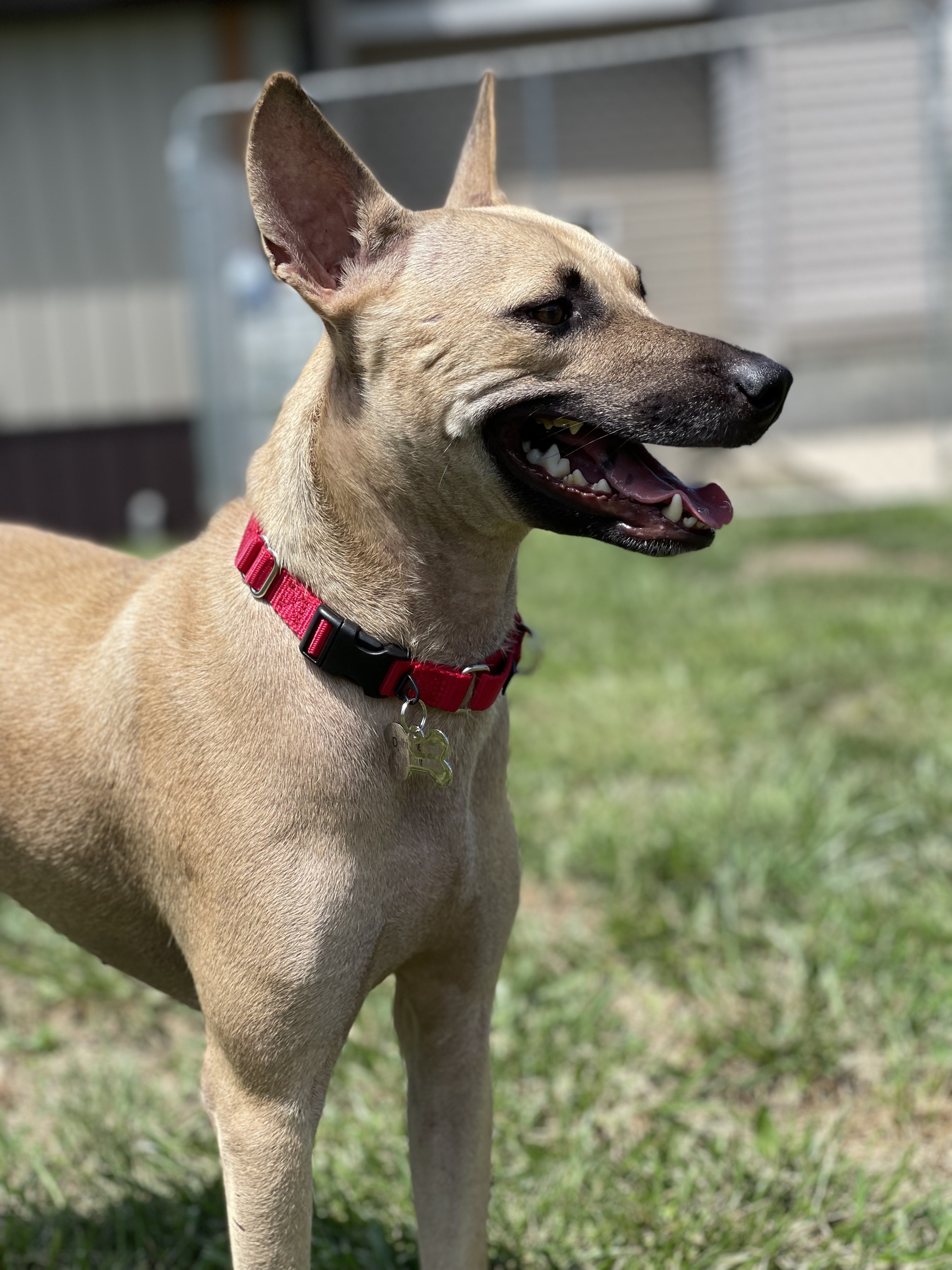 Chaad, an adoptable German Shepherd Dog in Dilliner, PA, 15327 | Photo Image 1