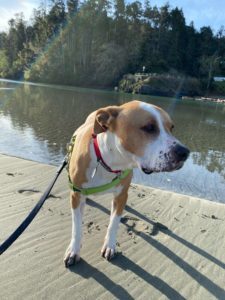Dottie, an adoptable American Staffordshire Terrier, American Bulldog in San Francisco, CA, 94110 | Photo Image 2