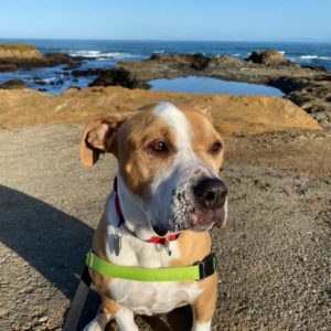 Dottie, an adoptable American Staffordshire Terrier, American Bulldog in San Francisco, CA, 94110 | Photo Image 3