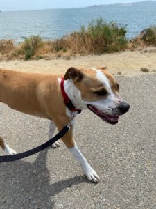 Dottie, an adoptable American Staffordshire Terrier, American Bulldog in San Francisco, CA, 94110 | Photo Image 4
