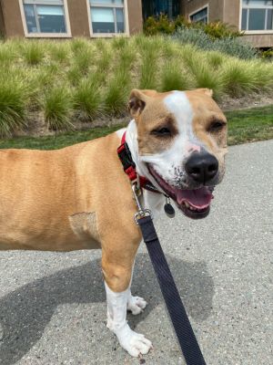 Meet 6-year-old sweetheart Dottie This 70-lb American StaffordshireBulldog mix loves all humans 
