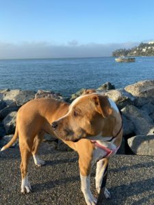 Dottie, an adoptable American Staffordshire Terrier, American Bulldog in San Francisco, CA, 94110 | Photo Image 5