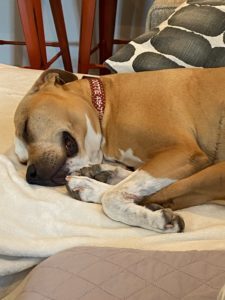 Dottie, an adoptable American Staffordshire Terrier, American Bulldog in San Francisco, CA, 94110 | Photo Image 6