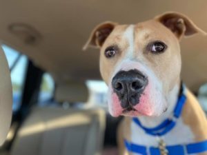 Redford, an adoptable American Staffordshire Terrier in San Francisco, CA, 94110 | Photo Image 2