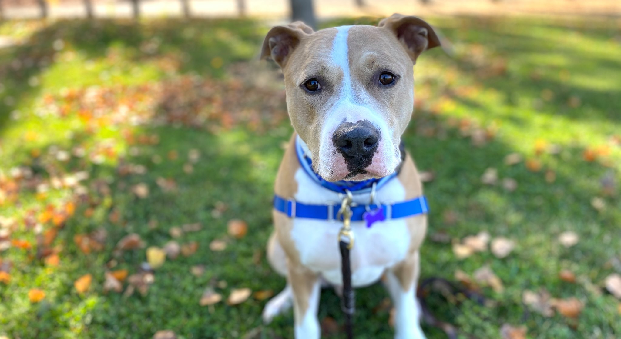 Redford, an adoptable American Staffordshire Terrier in San Francisco, CA, 94110 | Photo Image 1