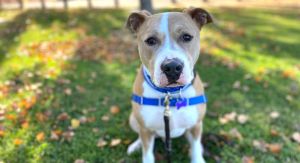 Redford American Staffordshire Terrier Dog