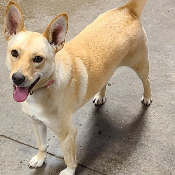 Shiba best sale retriever mix