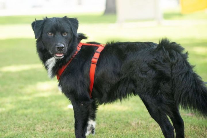 Kujo, an adopted Border Collie in Uvalde, TX_image-2