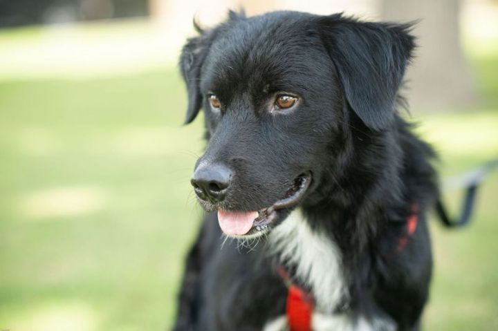 Kujo, an adopted Border Collie in Uvalde, TX_image-1