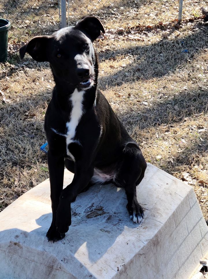 Catahoula hot sale lab mix