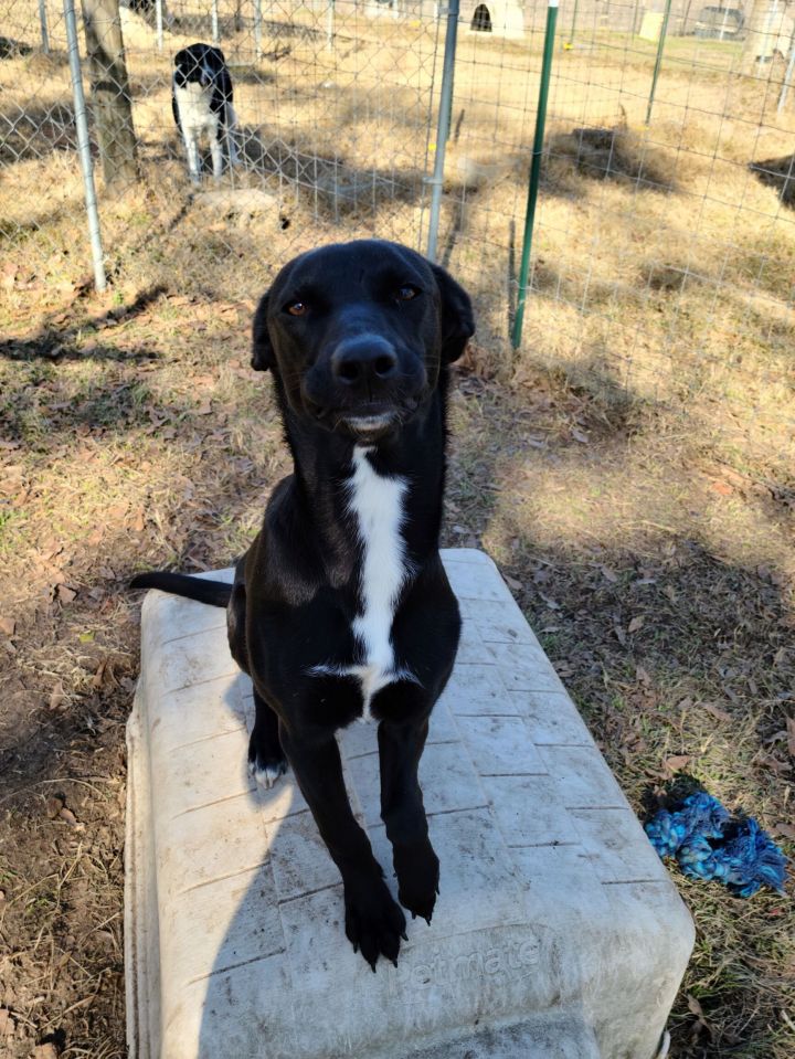 Catahoula chocolate best sale lab mix