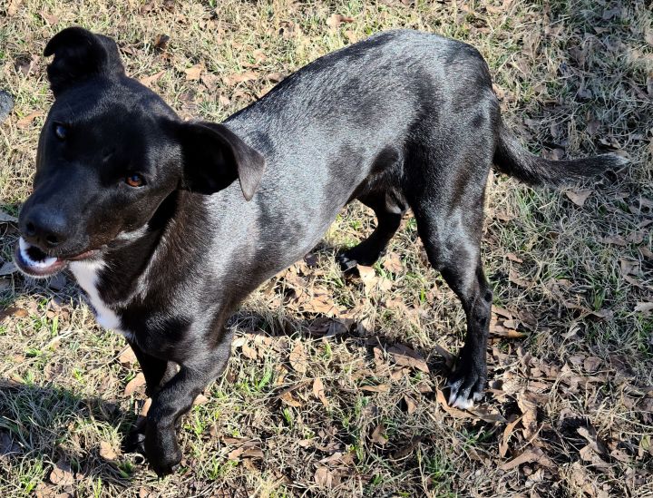 catahoula leopard dog lab mix