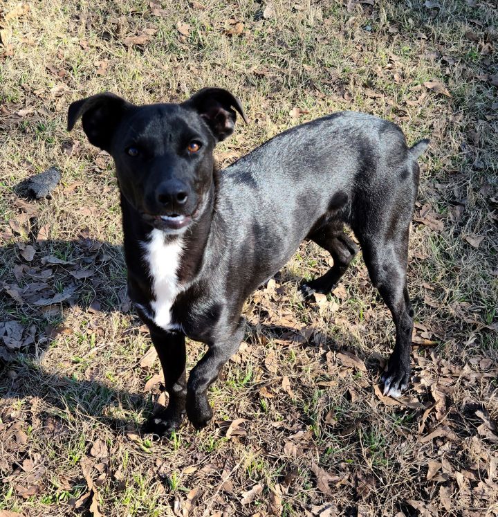 Catahoula hot sale lab mix