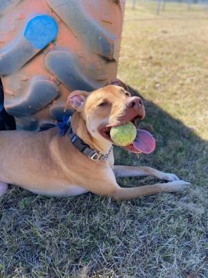 Iggy (In foster) Weimaraner Dog