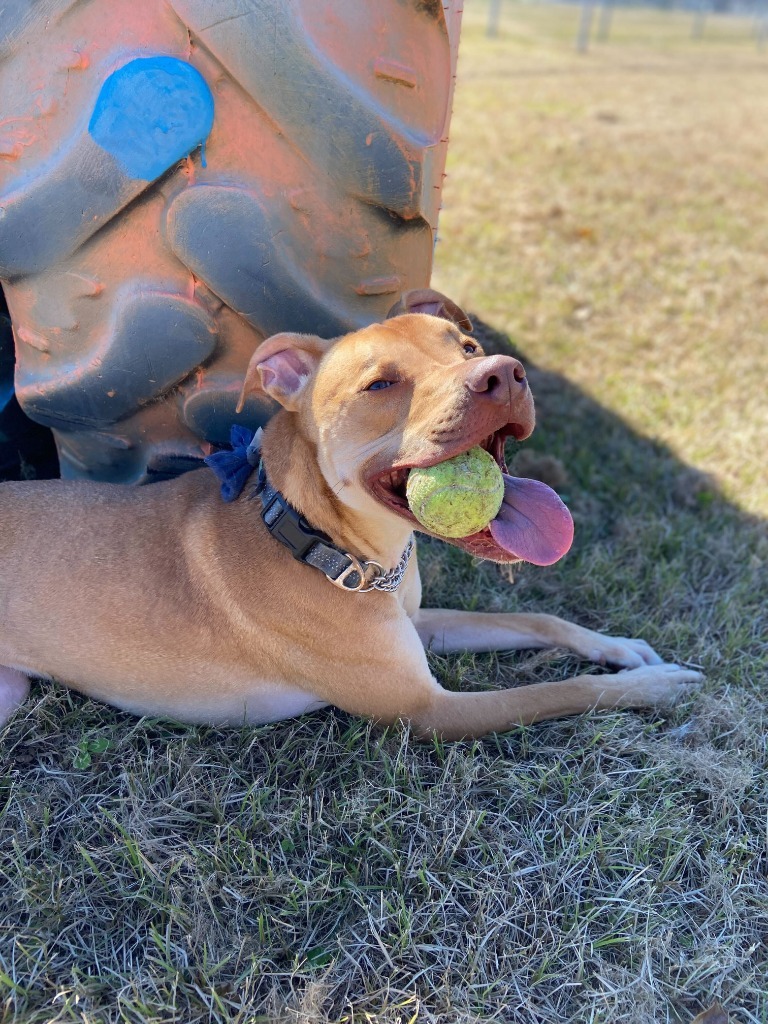 Iggy (In foster), an adoptable Weimaraner, Pit Bull Terrier in New Orleans, LA, 70123 | Photo Image 1