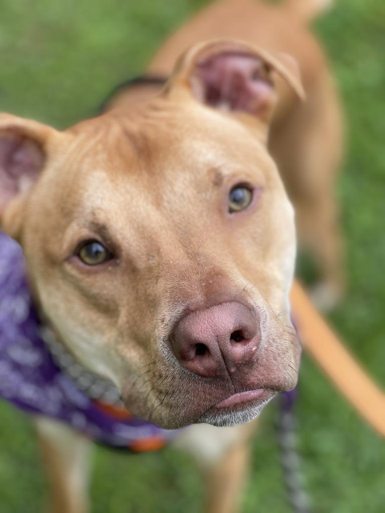 Iggy (In foster), an adoptable Weimaraner, Pit Bull Terrier in New Orleans, LA, 70123 | Photo Image 2