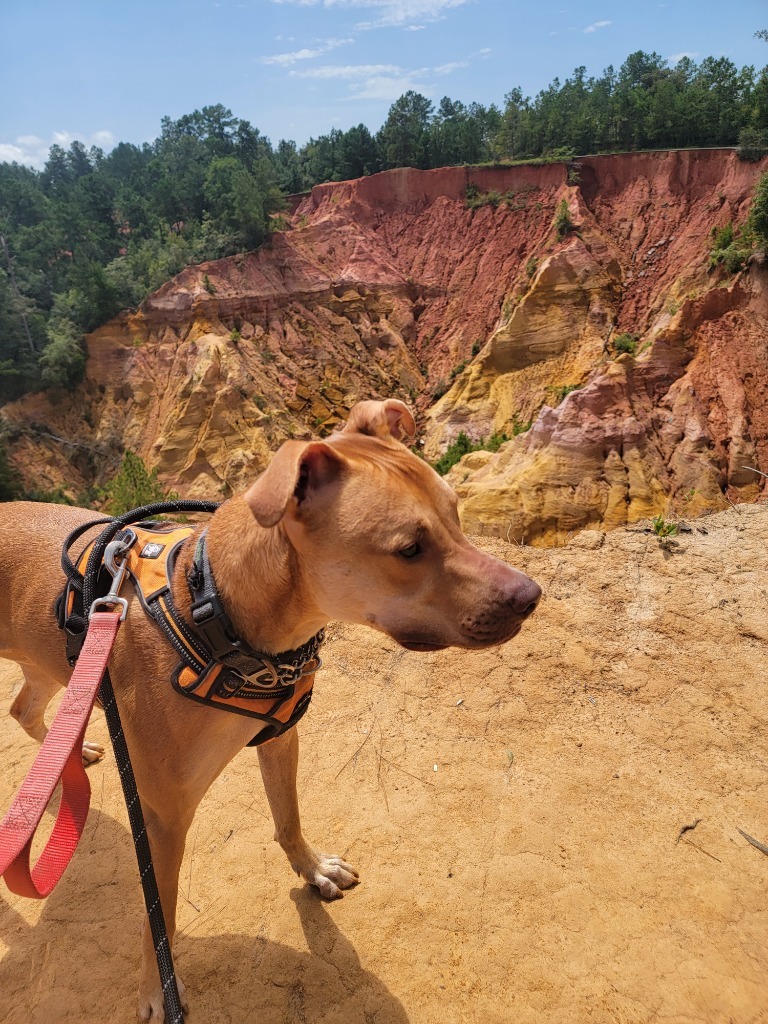 Iggy (In Foster), an adoptable Weimaraner, Pit Bull Terrier in New Orleans, LA, 70123 | Photo Image 3