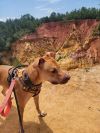 Iggy (In foster) photo 3