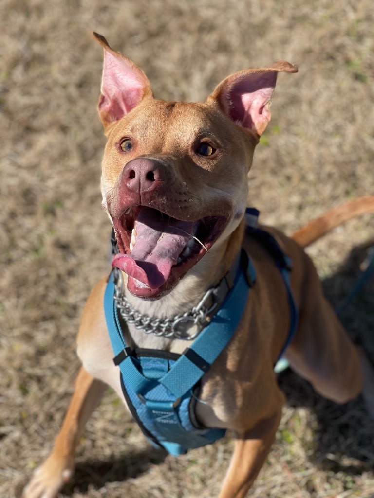 Iggy (In Foster), an adoptable Weimaraner, Pit Bull Terrier in New Orleans, LA, 70123 | Photo Image 4