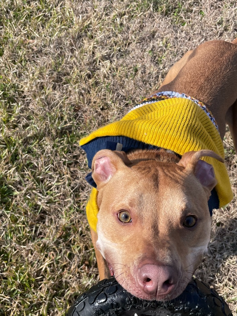 Iggy (In Foster), an adoptable Weimaraner, Pit Bull Terrier in New Orleans, LA, 70123 | Photo Image 5