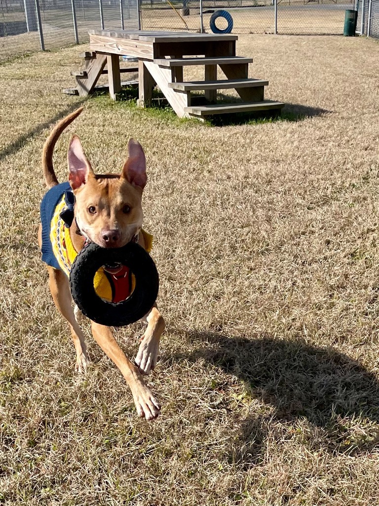 Iggy (In Foster), an adoptable Weimaraner, Pit Bull Terrier in New Orleans, LA, 70123 | Photo Image 6