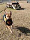 Iggy (In foster) photo 6