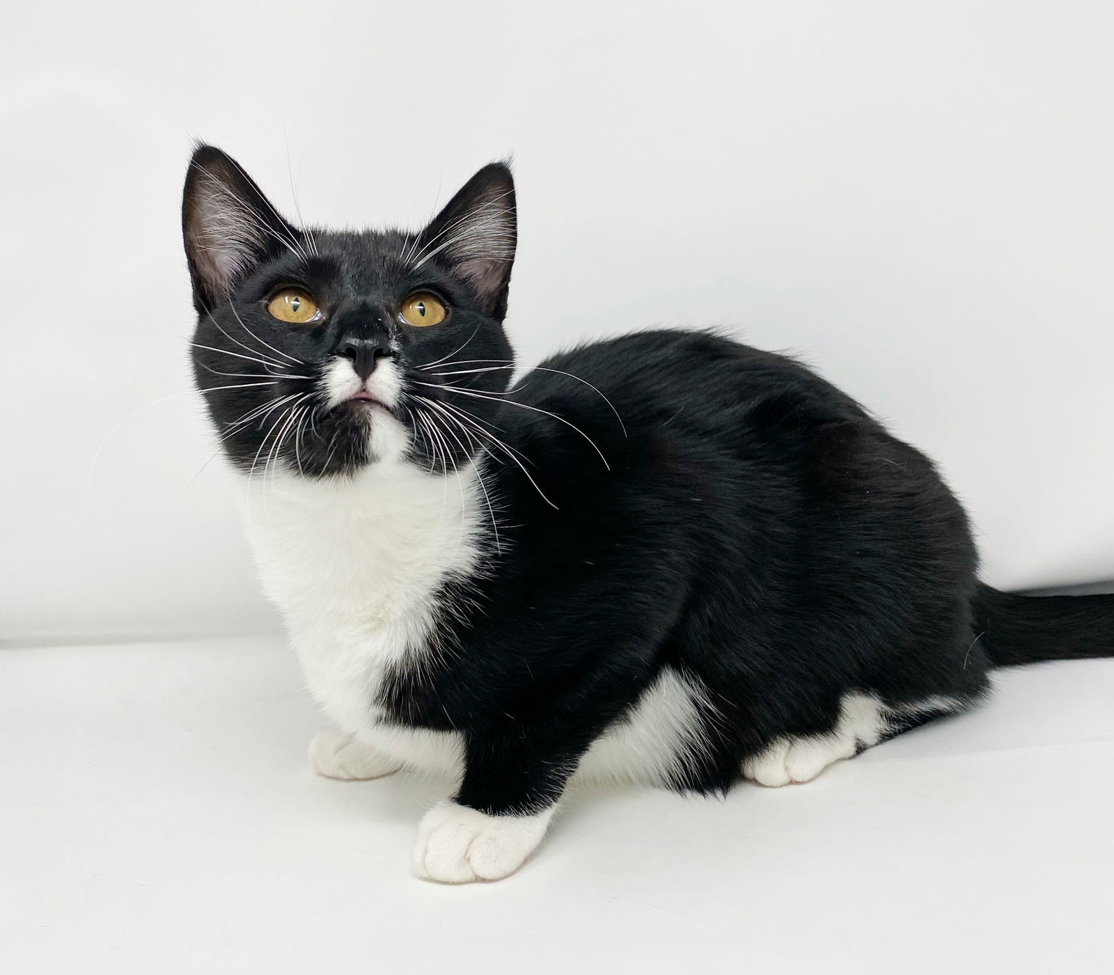 Cr Litter Terrace, an adoptable Domestic Short Hair in Williamston, MI, 48895 | Photo Image 3