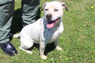 Chester, an adoptable Pit Bull Terrier, Labrador Retriever in Olive Branch, MS, 38654 | Photo Image 1