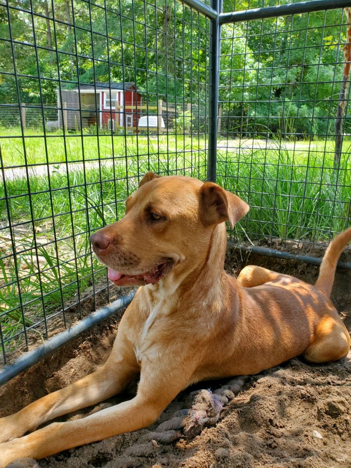 Chadwick, an adopted Labrador Retriever & Carolina Dog Mix in Orangeburg, SC_image-1