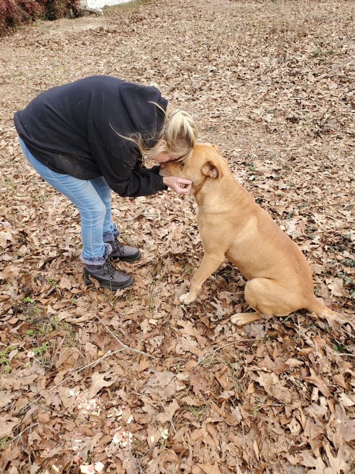 Chadwick, an adopted Labrador Retriever & Carolina Dog Mix in Orangeburg, SC_image-4