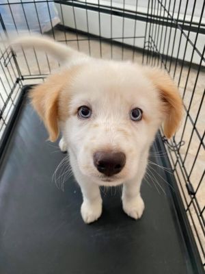Astro