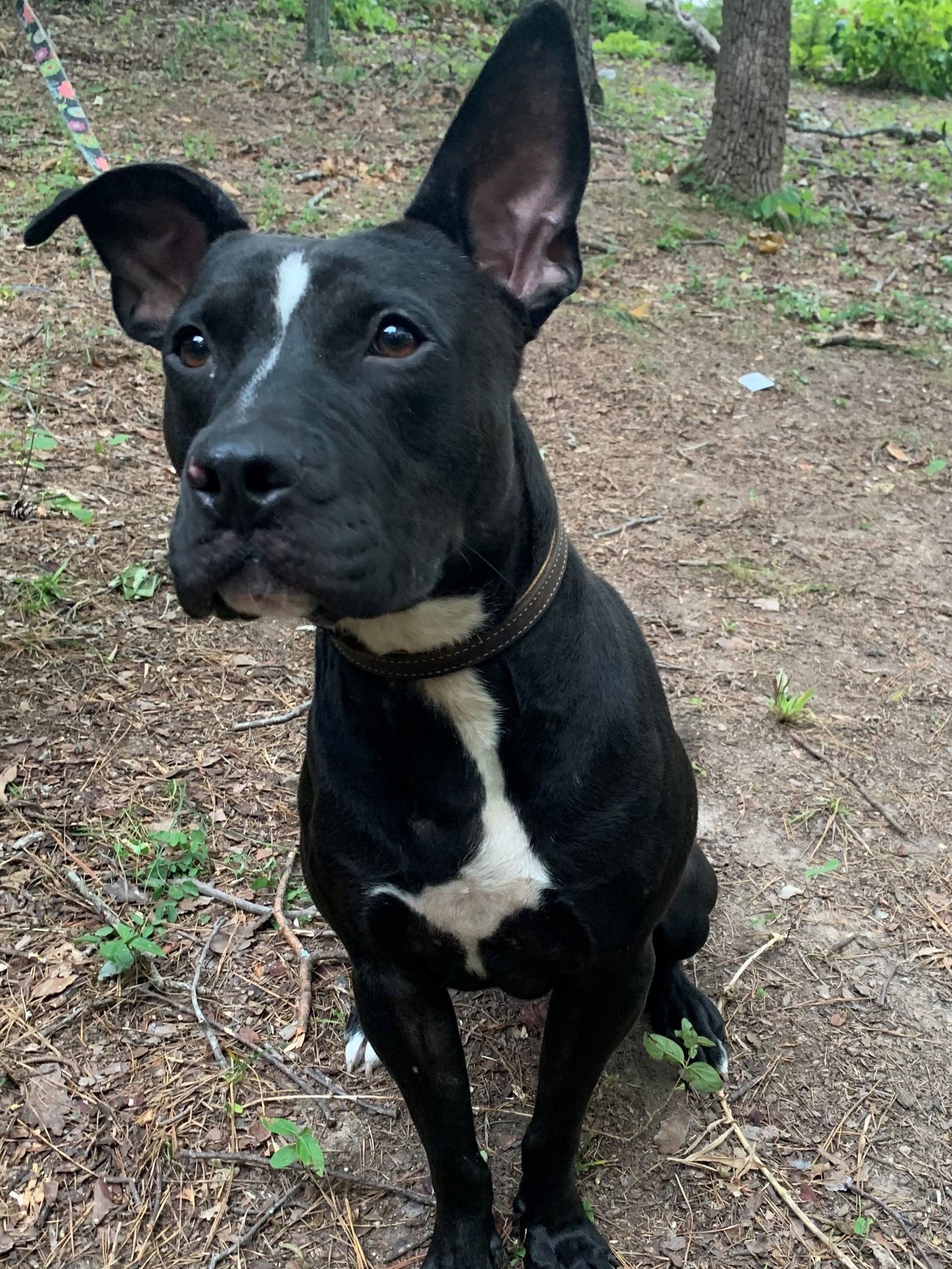 Happy-- LOWER FEE, an adoptable Pit Bull Terrier in Locust Fork, AL, 35097 | Photo Image 3