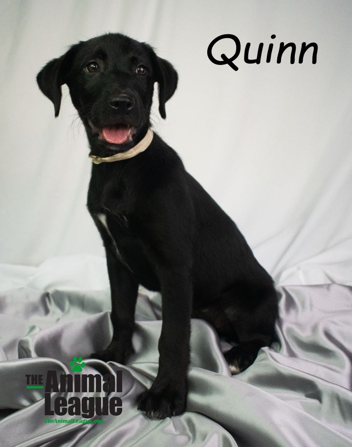 Quinn 2