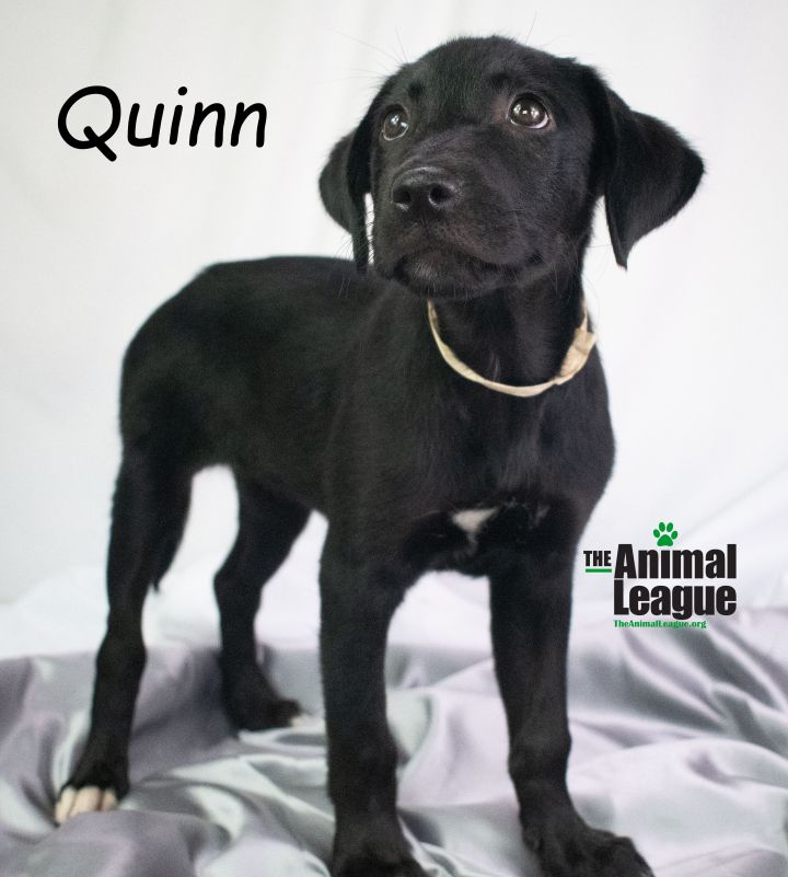Quinn 3