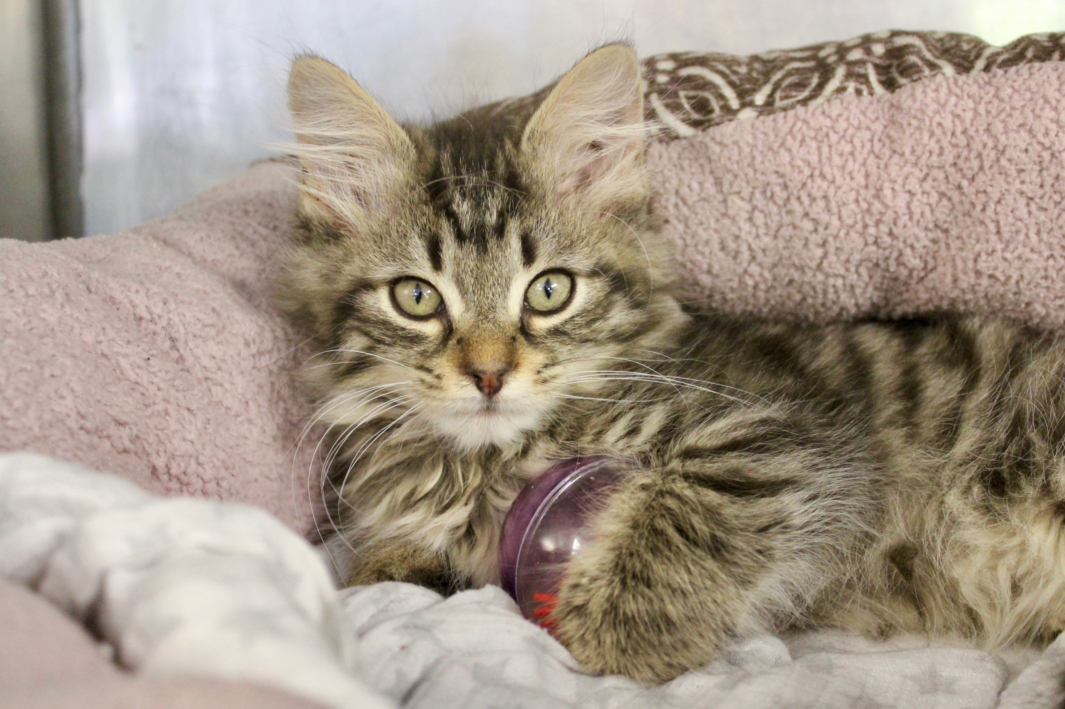 MATILDA, an adoptable Domestic Long Hair, Tabby in Brazil, IN, 47834 | Photo Image 7