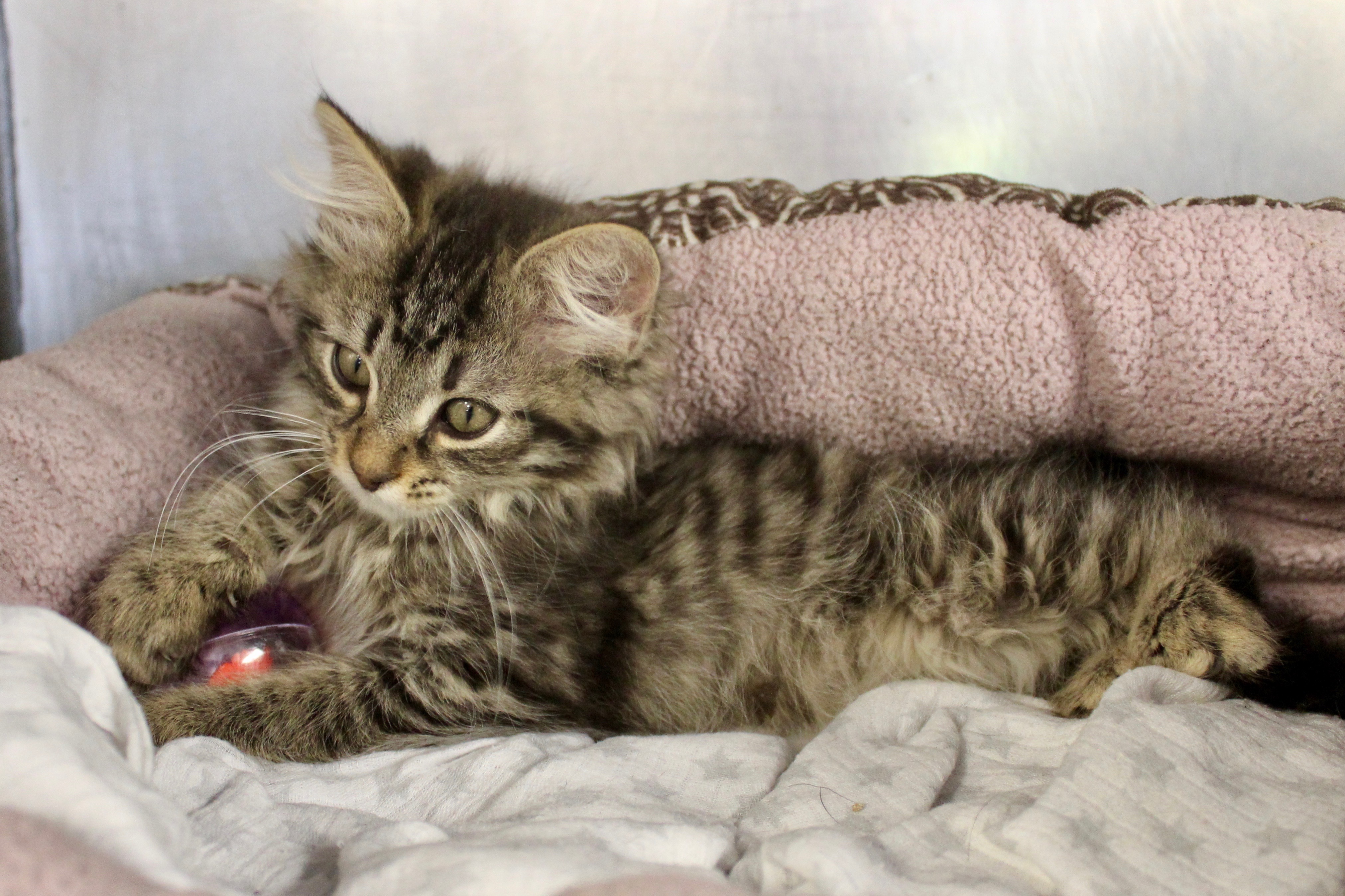 MATILDA, an adoptable Domestic Long Hair, Tabby in Brazil, IN, 47834 | Photo Image 8