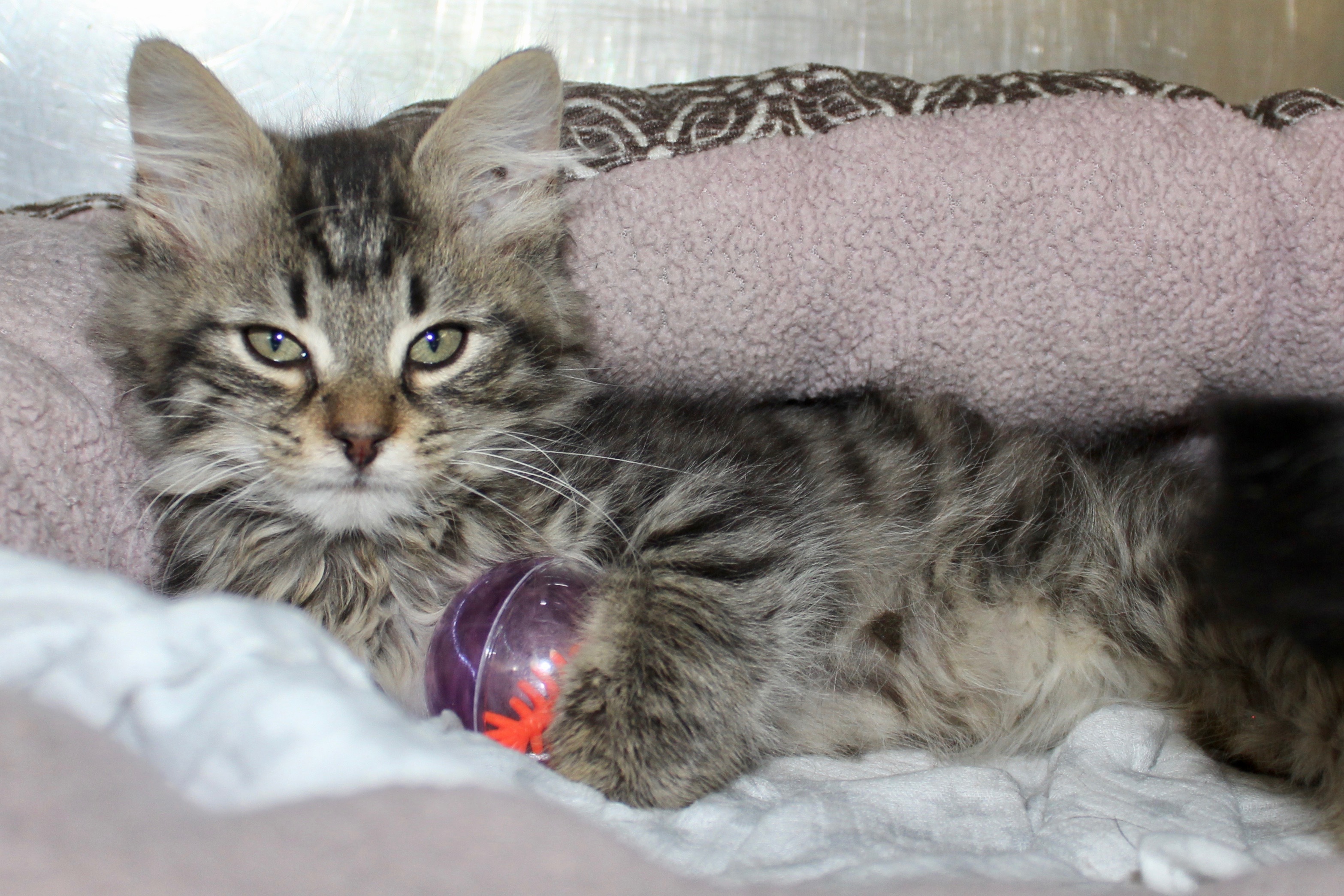 MATILDA, an adoptable Domestic Long Hair, Tabby in Brazil, IN, 47834 | Photo Image 9