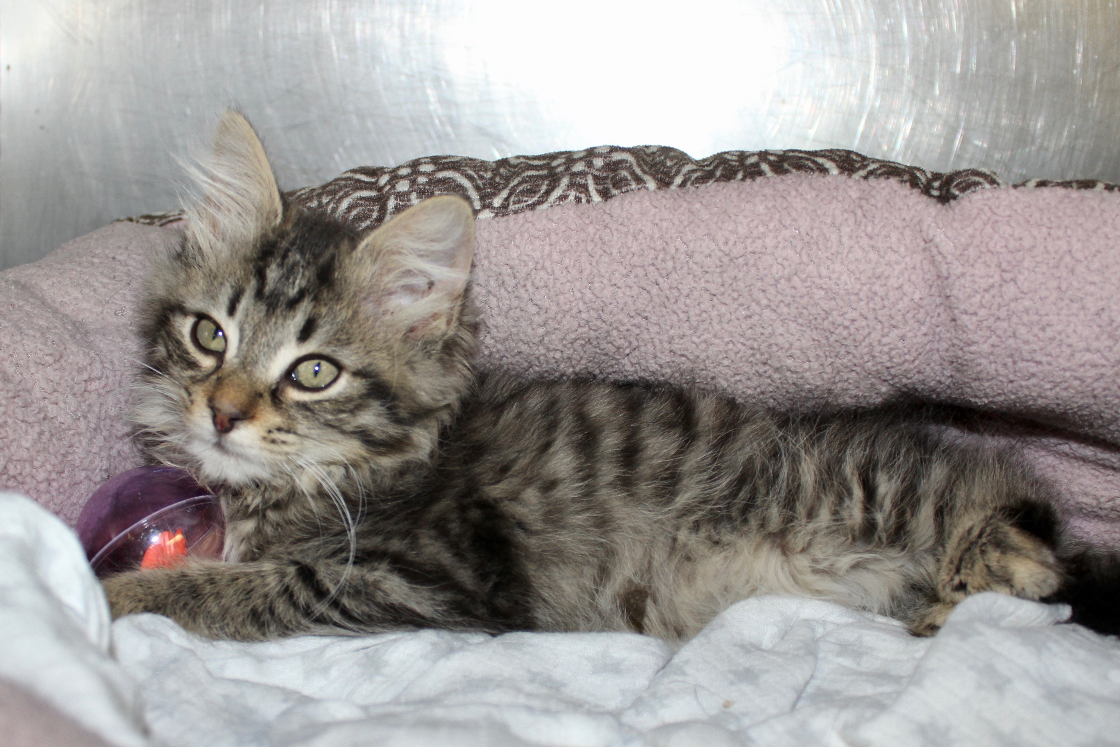MATILDA, an adoptable Domestic Long Hair, Tabby in Brazil, IN, 47834 | Photo Image 10