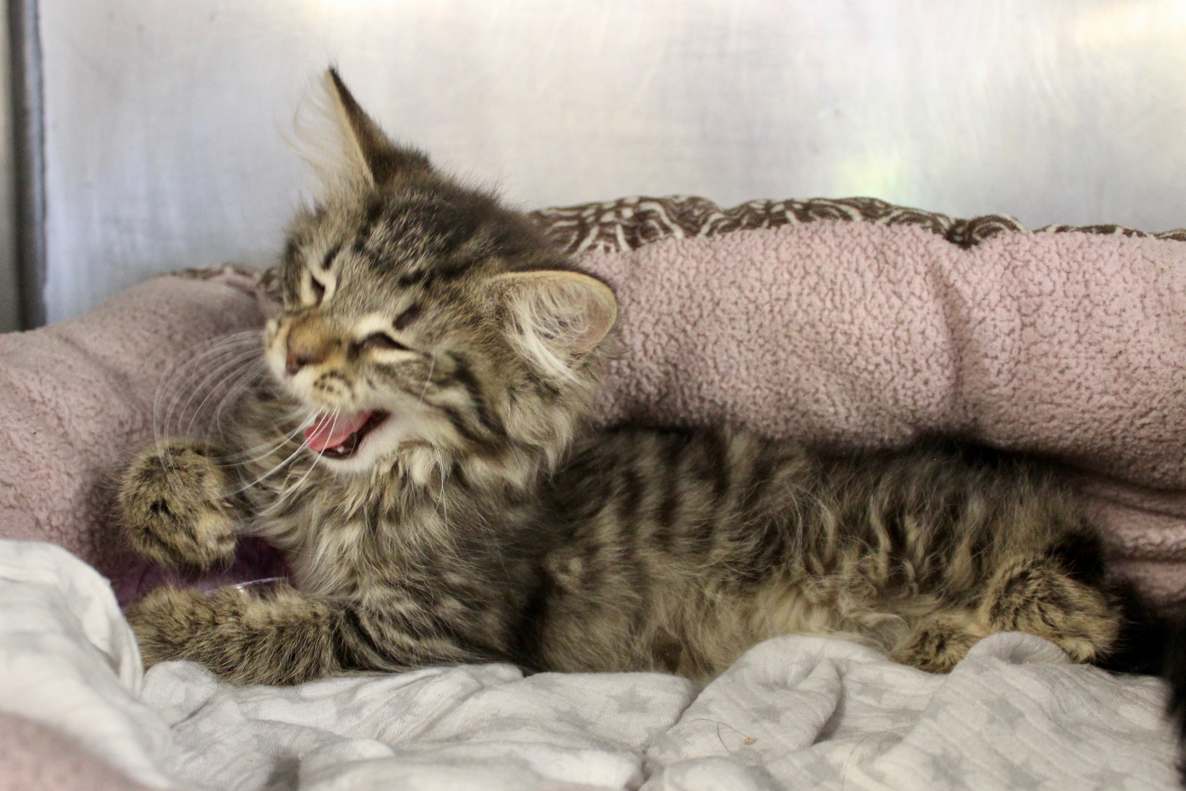 MATILDA, an adoptable Domestic Long Hair, Tabby in Brazil, IN, 47834 | Photo Image 12