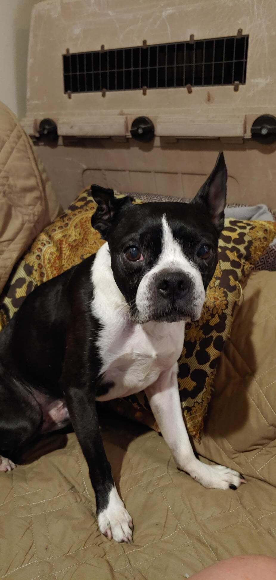 Marty McFly, an adoptable Boston Terrier in New Orleans, LA, 70119 | Photo Image 2