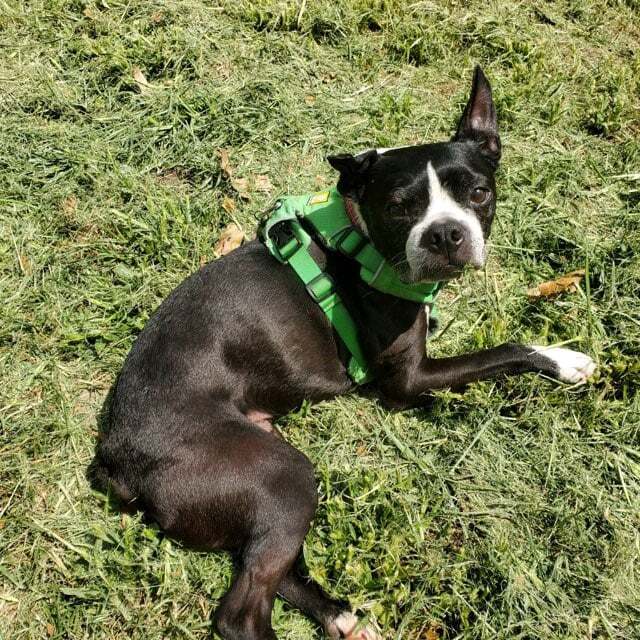 Dog for adoption Marty McFly, a Boston Terrier in New